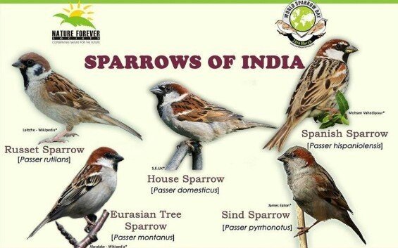 20th March 2024 World Sparrow Day HD Photos